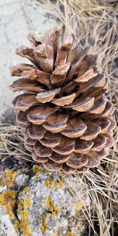 Pinus canariensis fruit