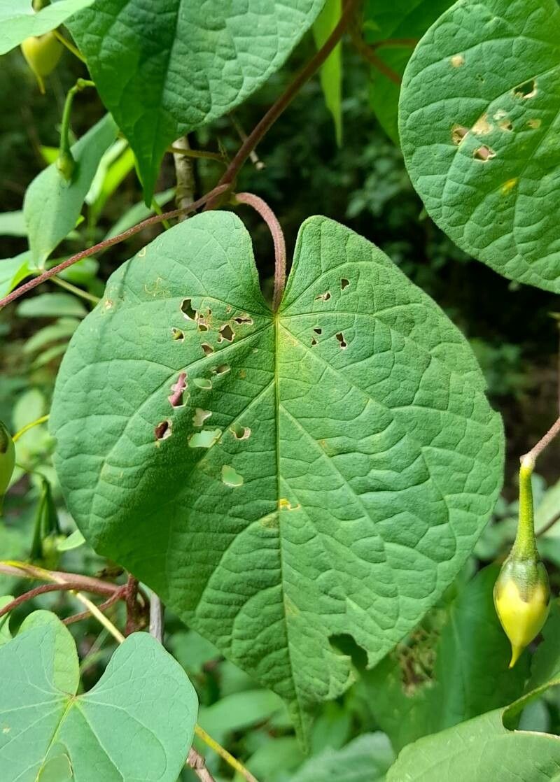 Ipomoea dumetorum — houseplant care guide