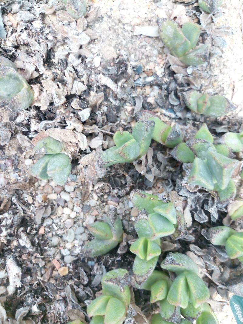 Pleiospilos compactus leaf