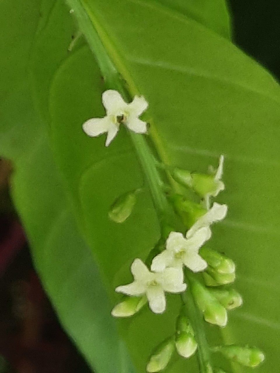 Citharexylum caudatum flower