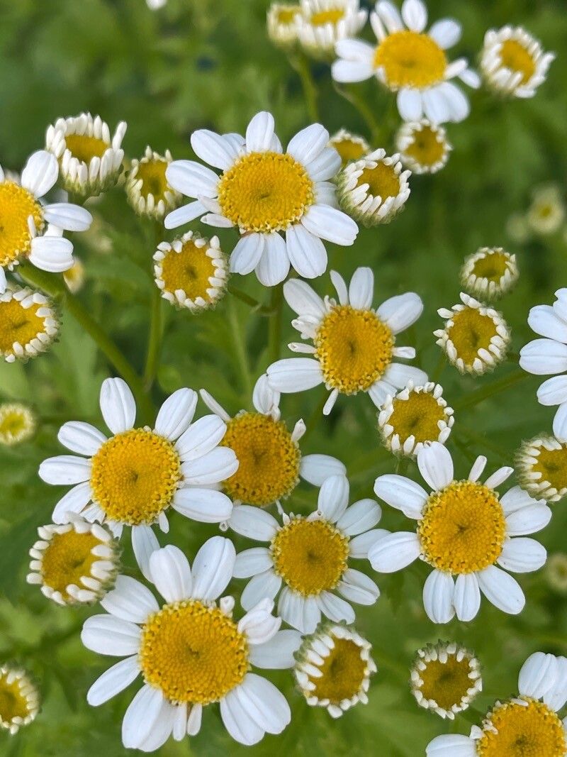 Tanacetum corymbosum flower