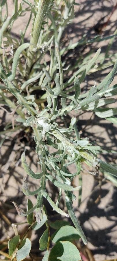 Cirsium undulatum leaf