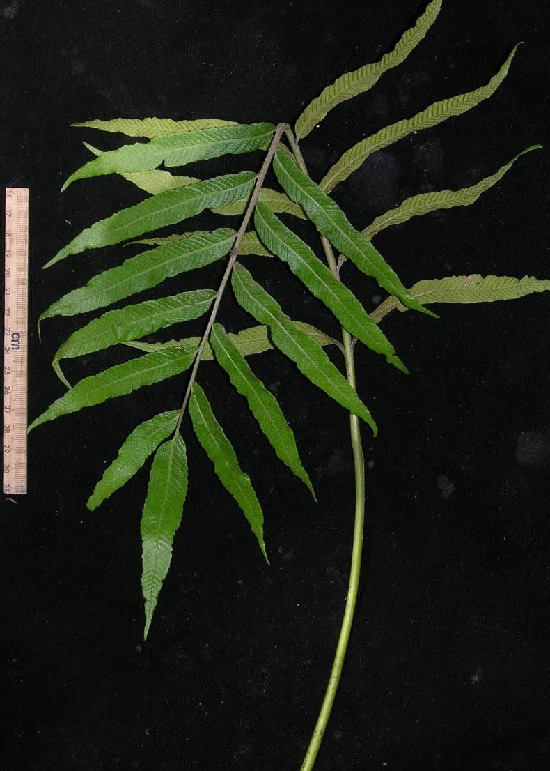 Thelypteris angustifolia other