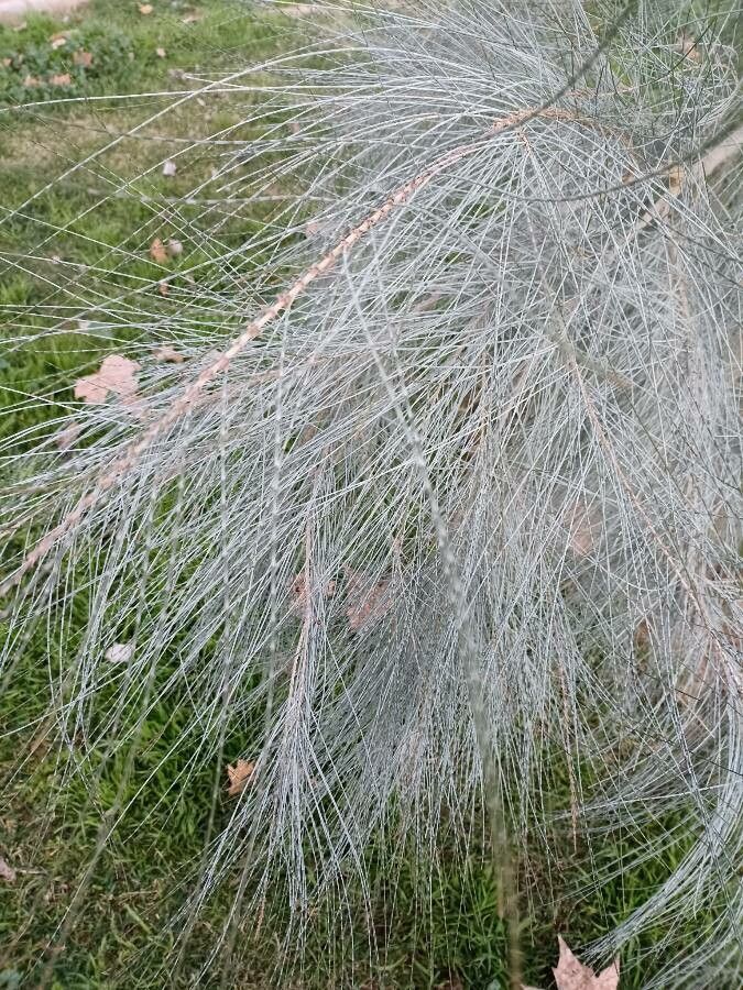 Casuarina cunninghamiana leaf