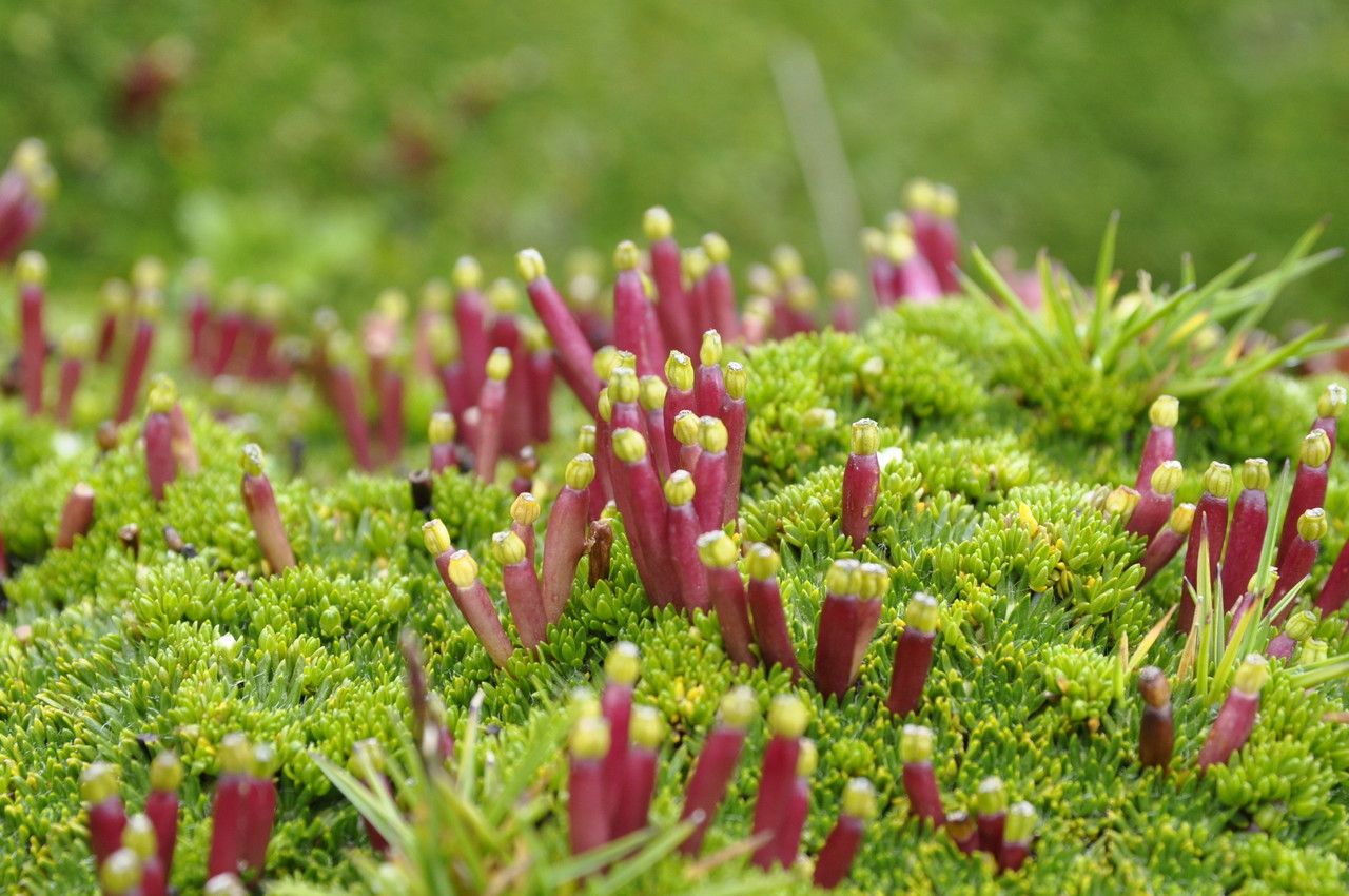 Azorella corymbosa flower