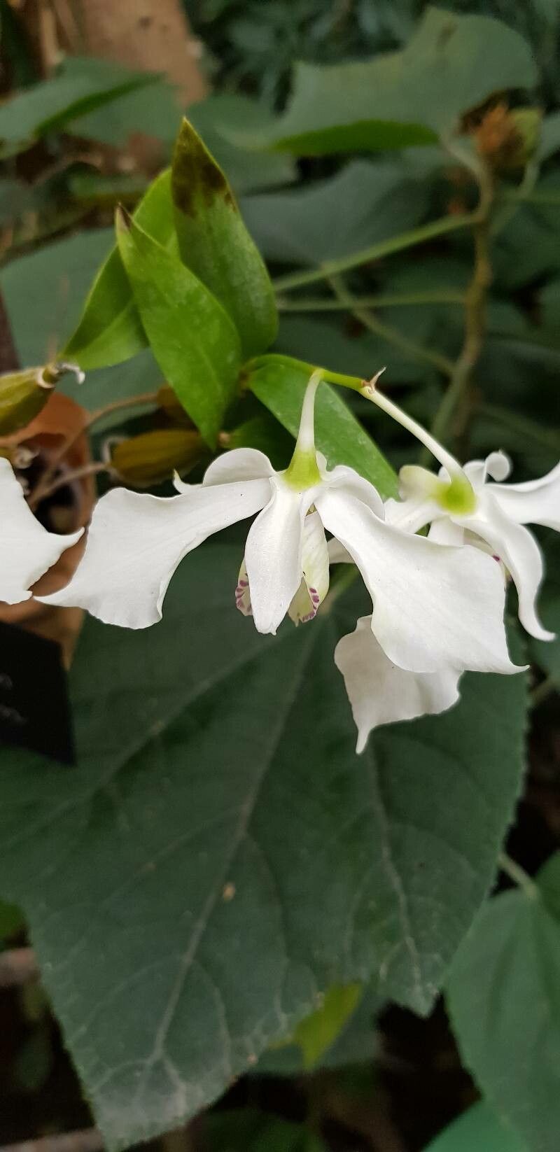 Dendrobium rhodostictum flower