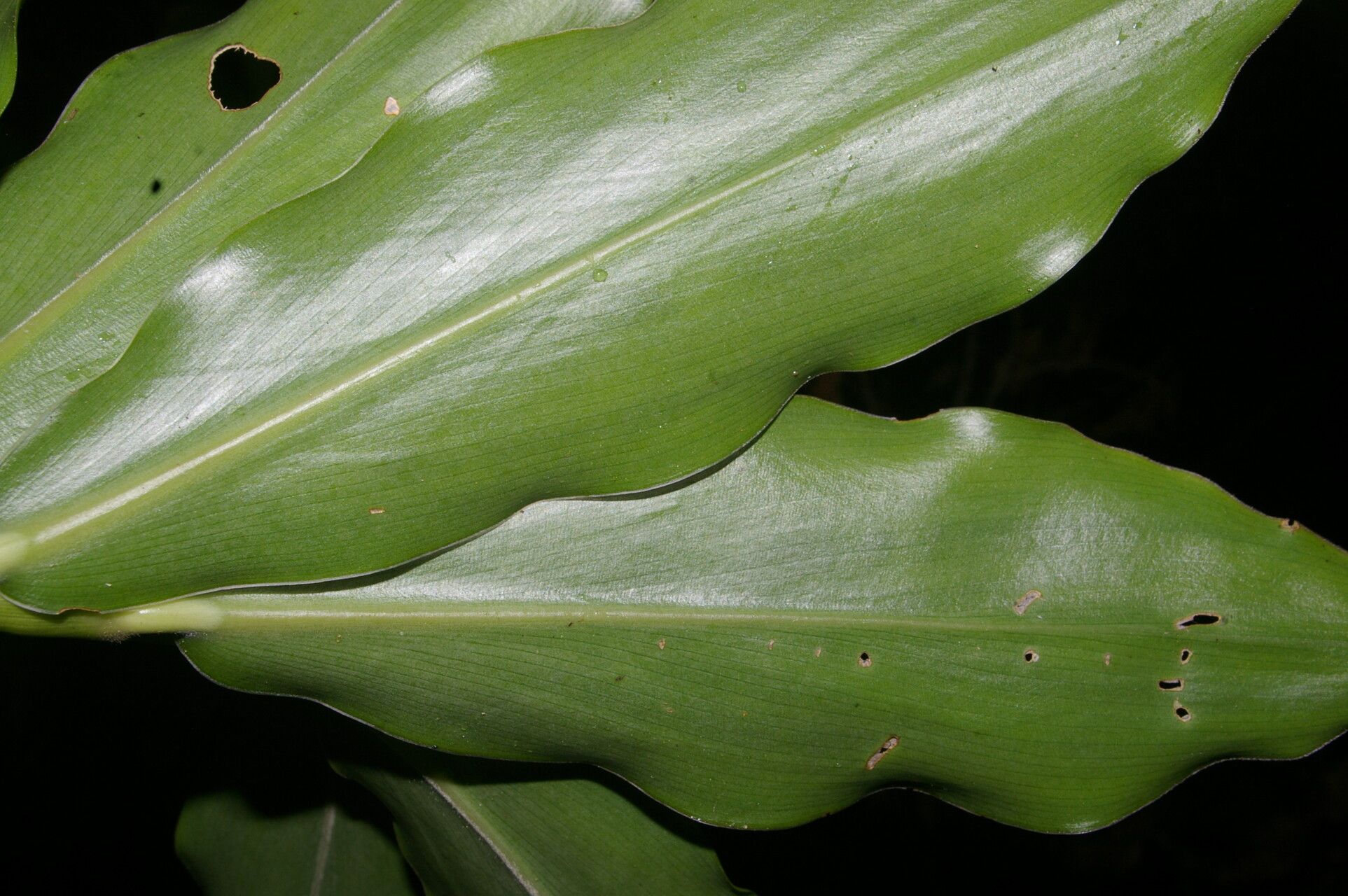 Costus wilsonii leaf