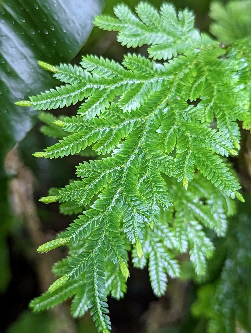 Selaginella roxburghii leaf