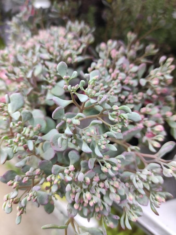 Sedum laxum habit