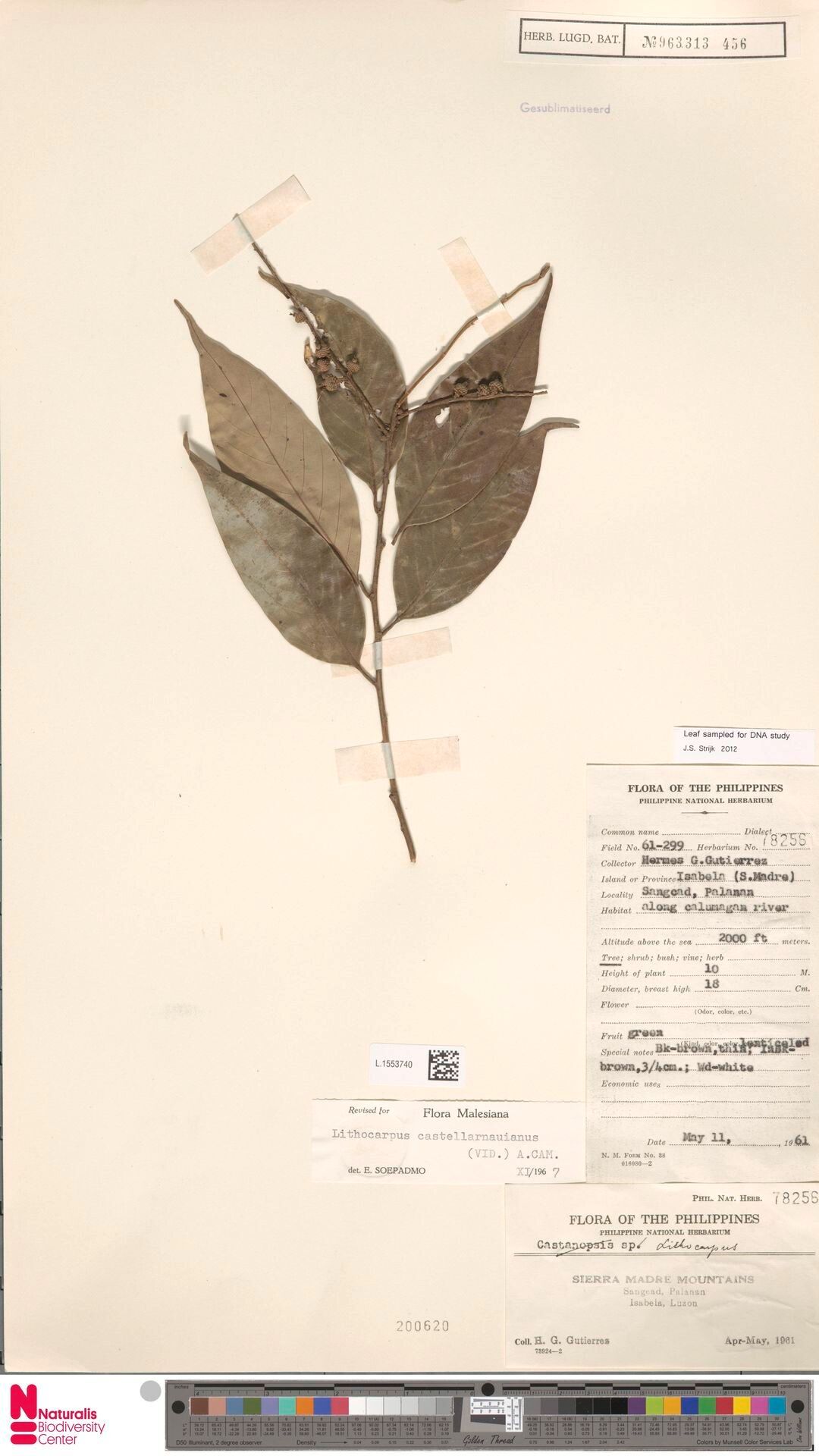 Lithocarpus castellarnauianus — search result for 'Lithocarpus'