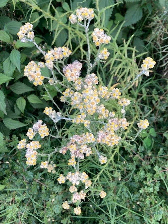 Pseudognaphalium viscosum flower