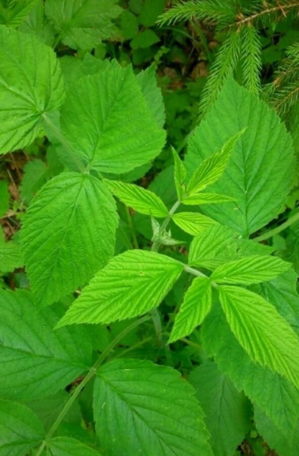 Rubus idaeus