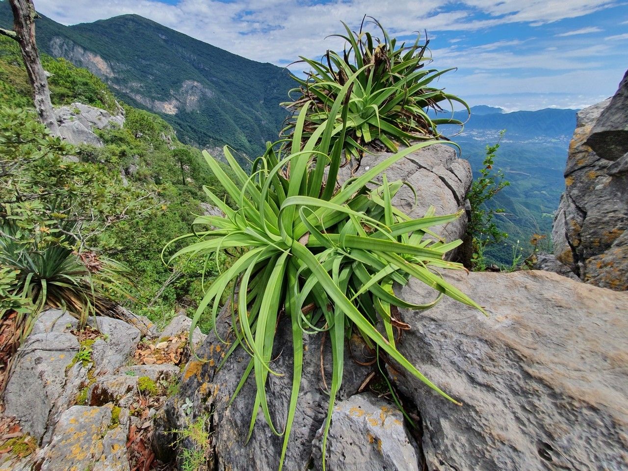 Agave bracteosa habit