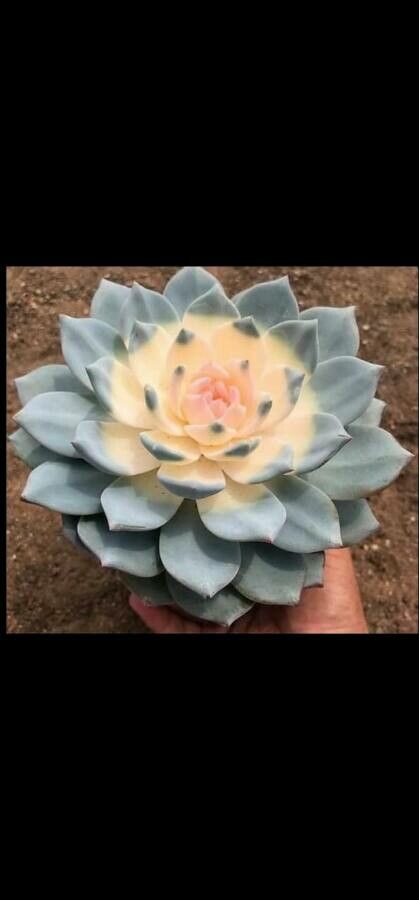 Echeveria colorata flower