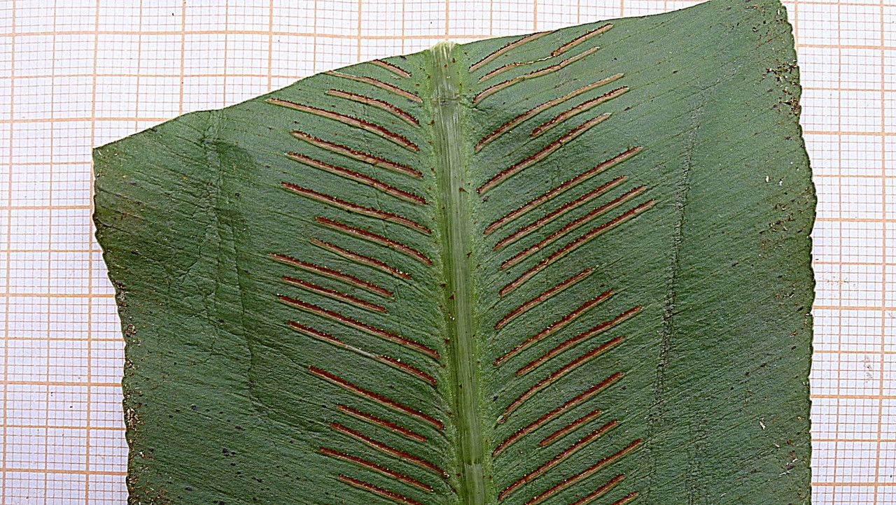 Asplenium serratum flower