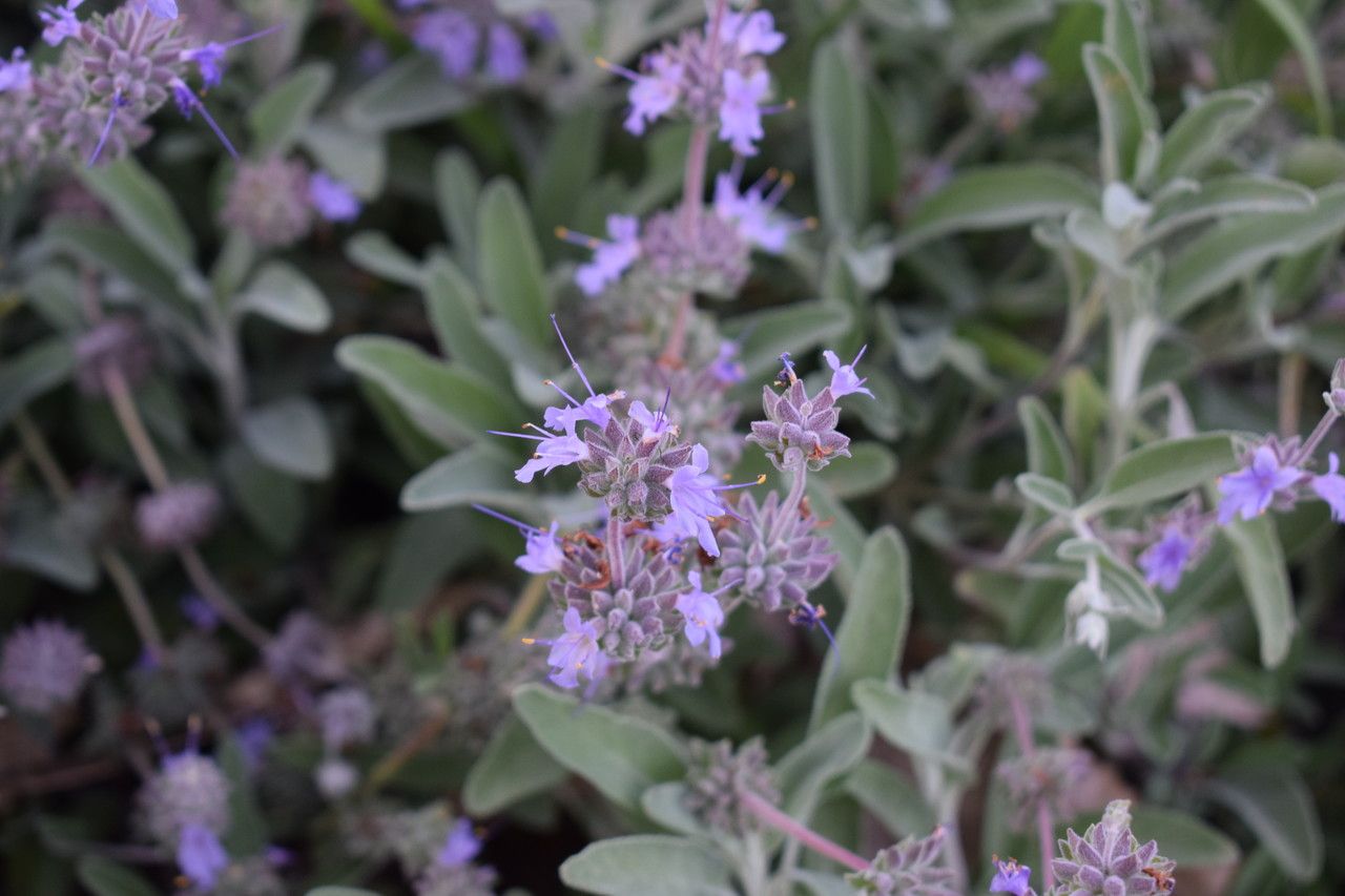 Salvia leucophylla flower
