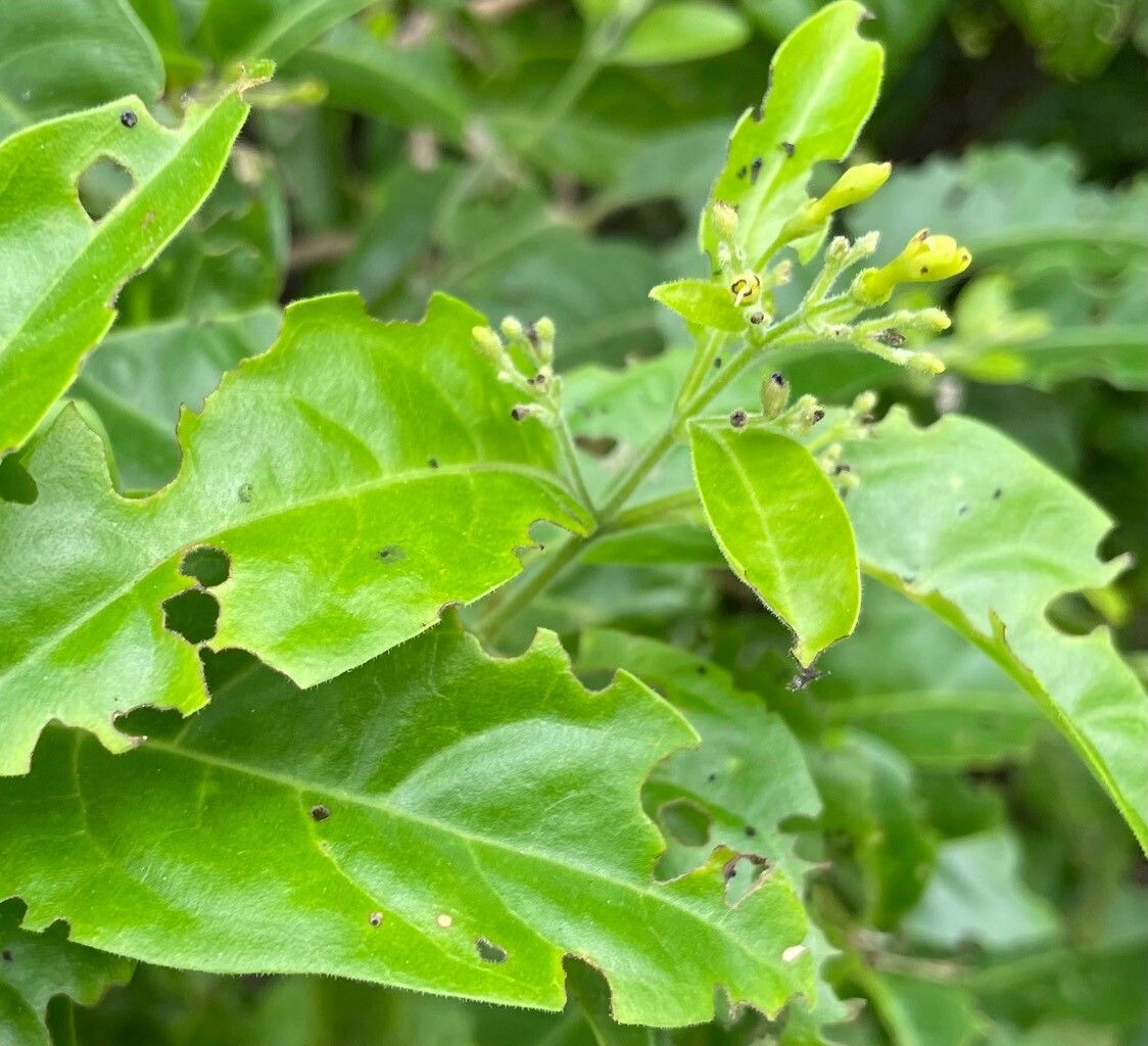 Aegiphila caymanensis flower