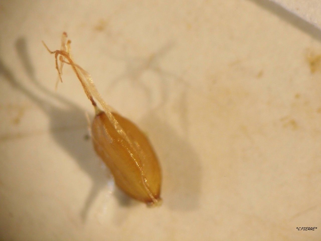 Cyperus sphacelatus fruit