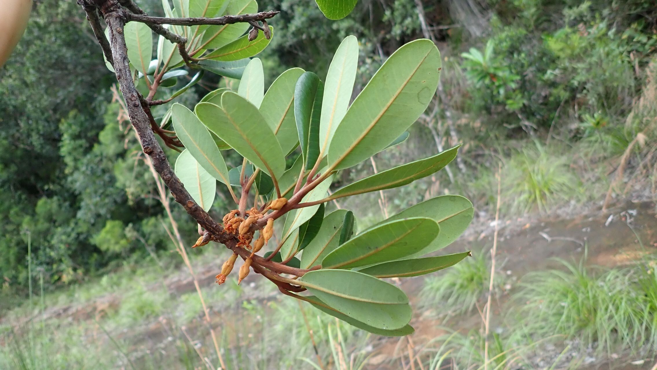Neoguillauminia cleopatra — houseplant care guide