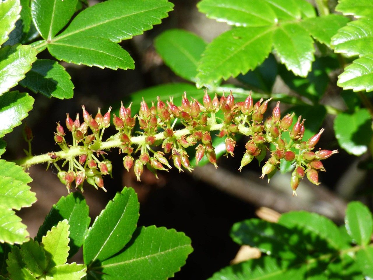 Weinmannia tinctoria fruit