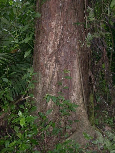 Leucaena multicapitula bark