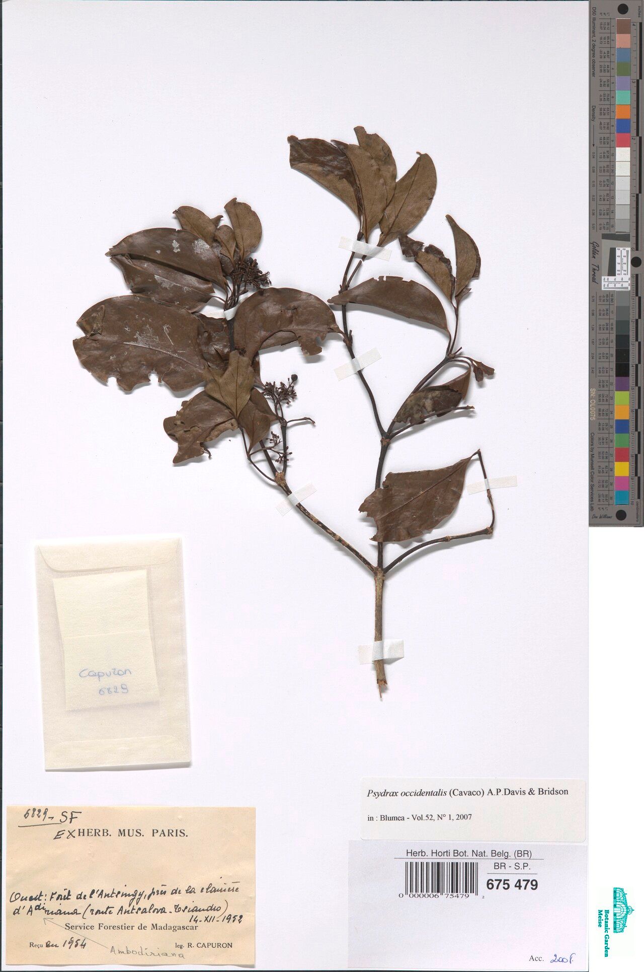 Psydrax occidentalis — houseplant care guide