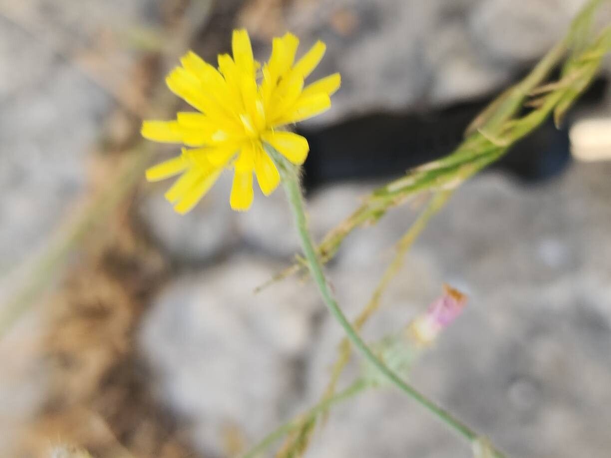 Picris strigosa flower