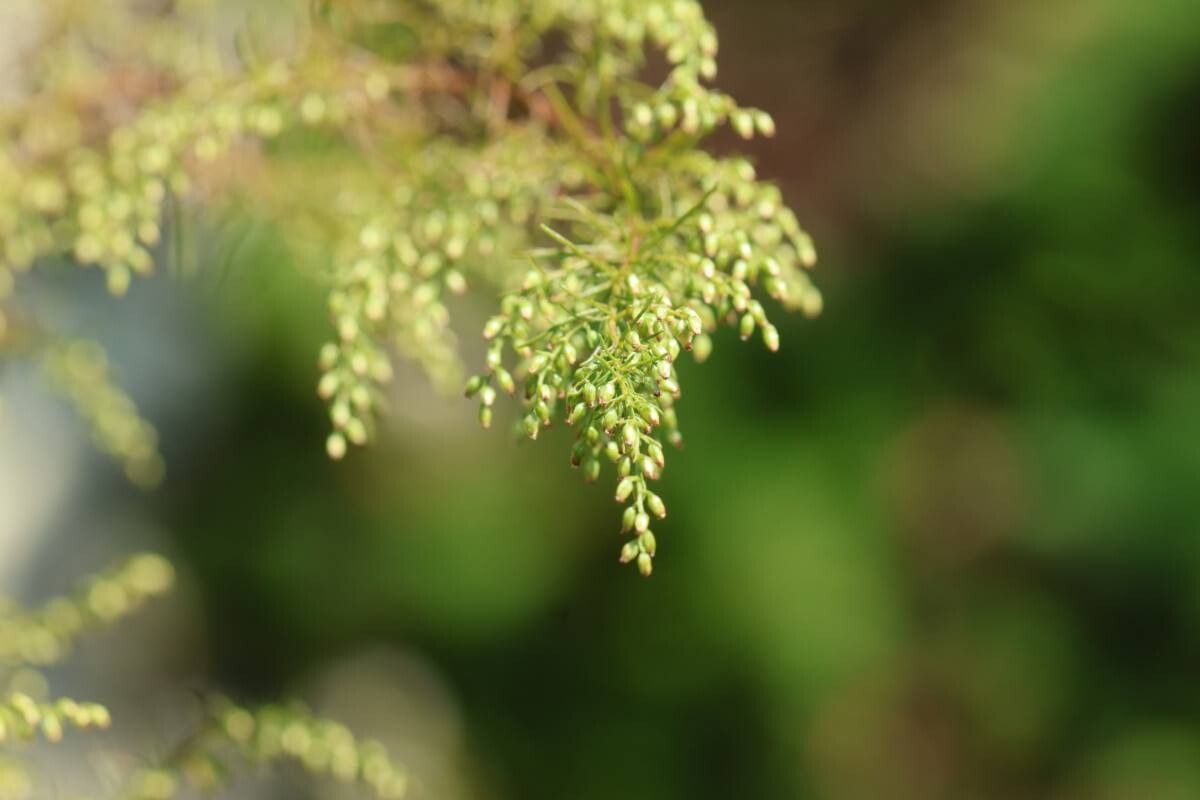 Artemisia capillaris — search result for 'Artemisia'