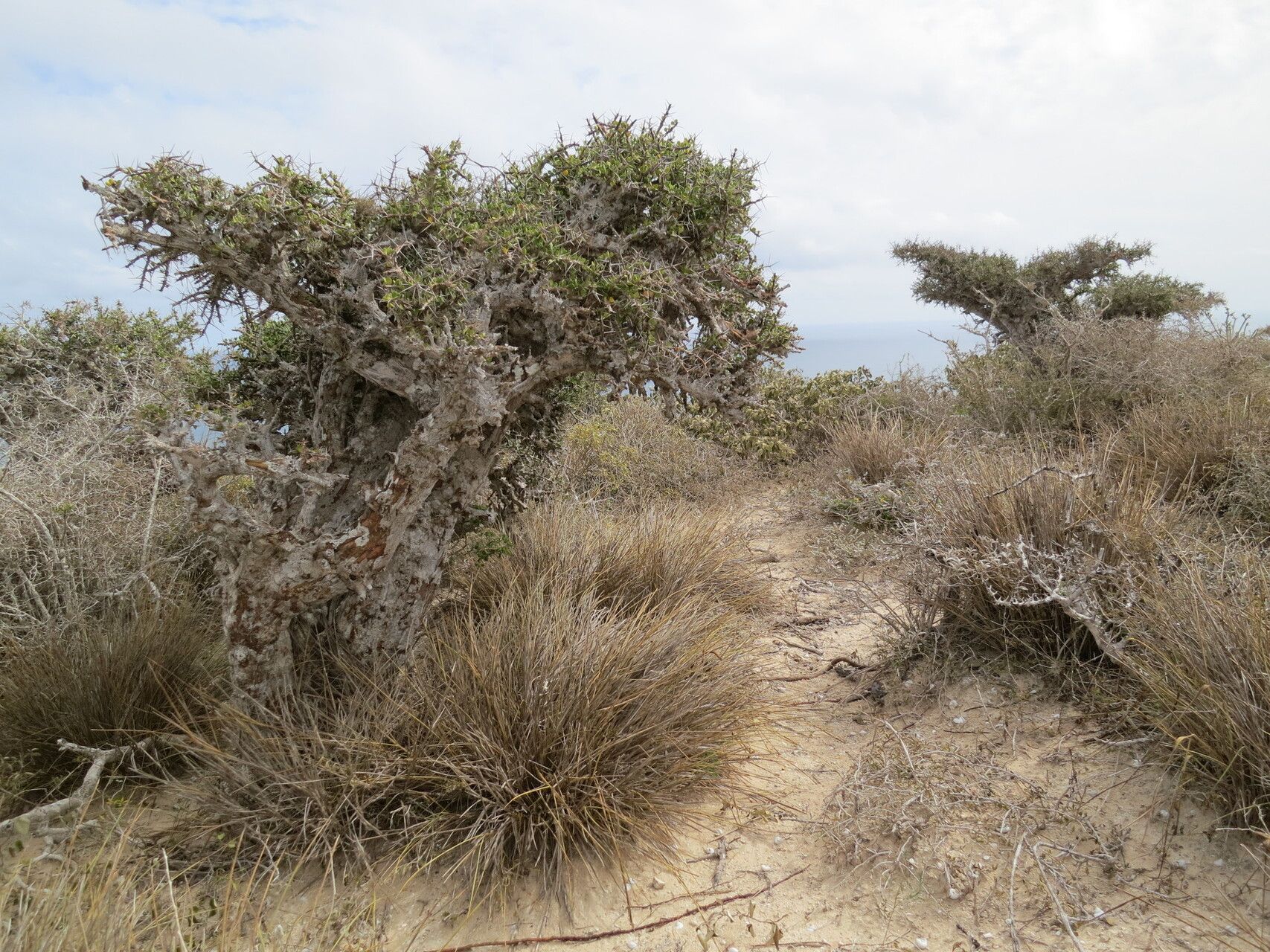 Setaria humbertiana habit