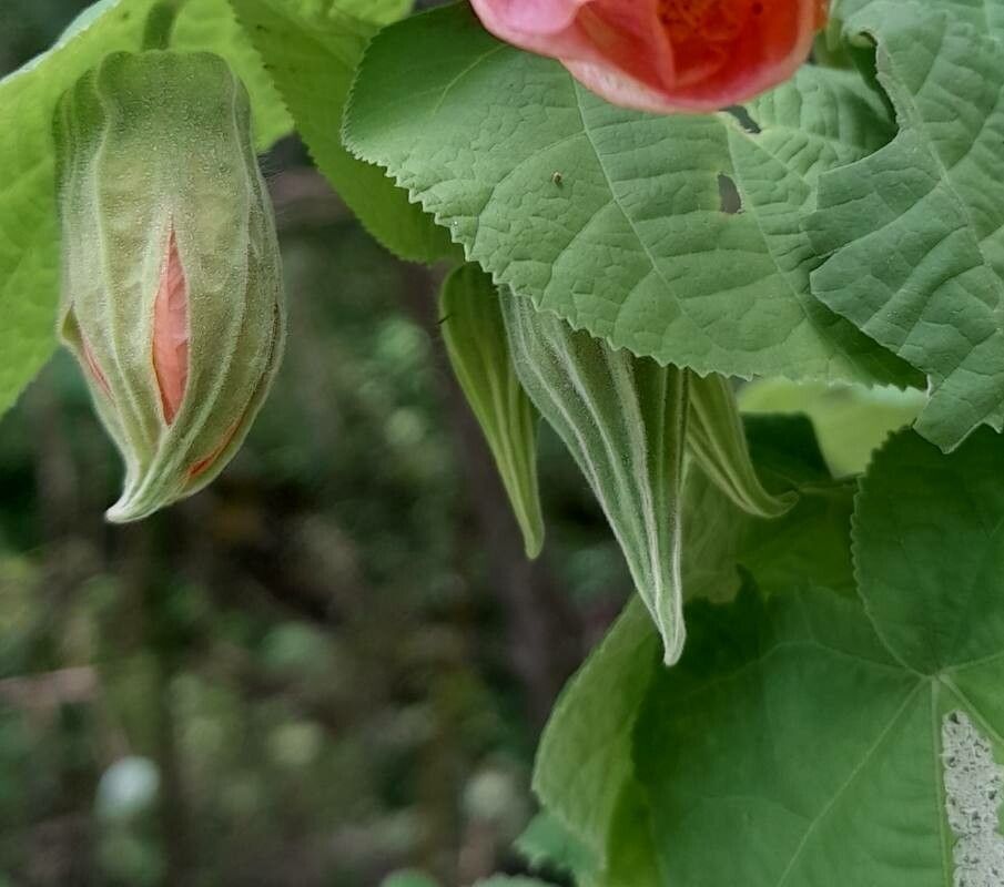 Callianthe jujuiensis other