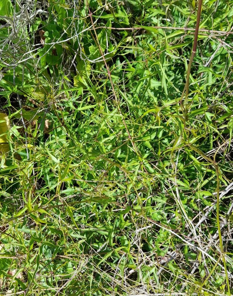 Clematis campestris habit