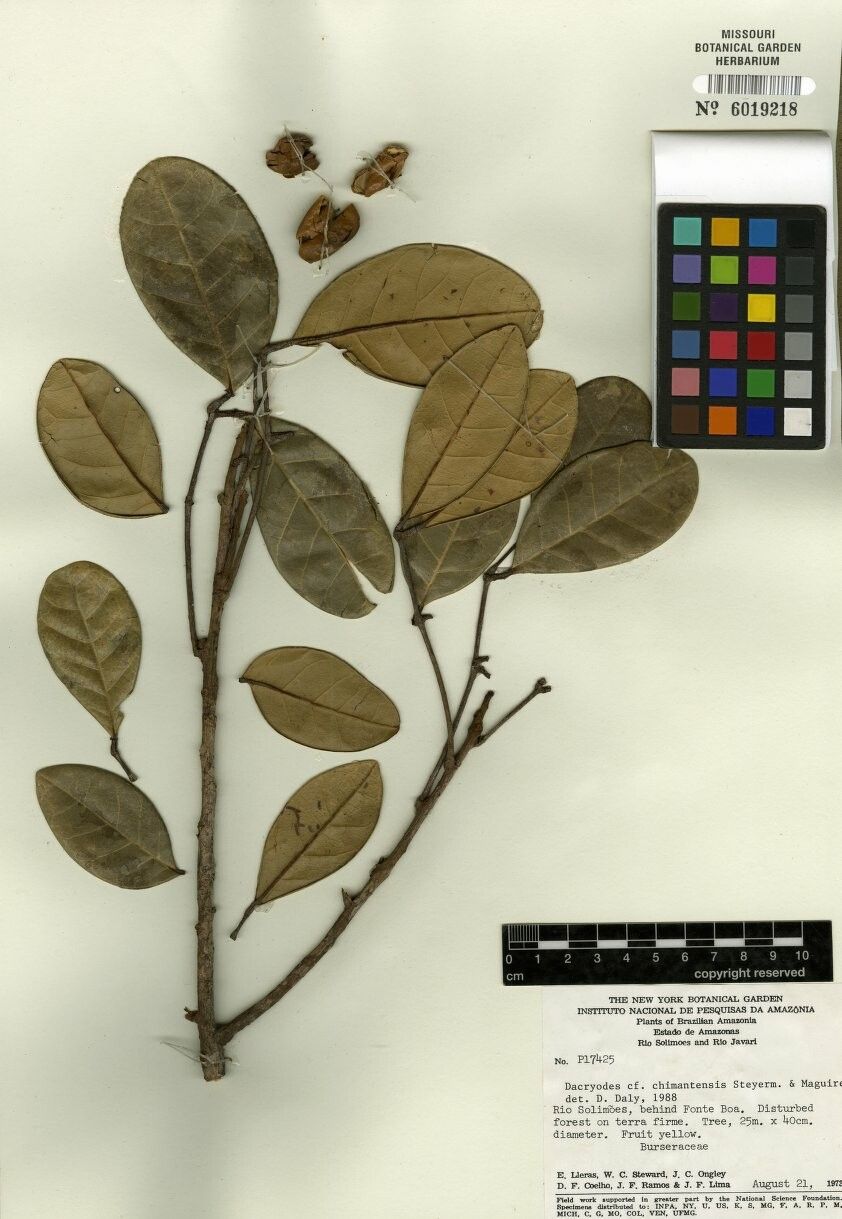 Dacryodes chimantensis — related species from the same genus