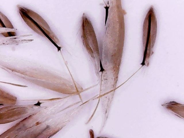 Corynephorus divaricatus — related species from the same genus