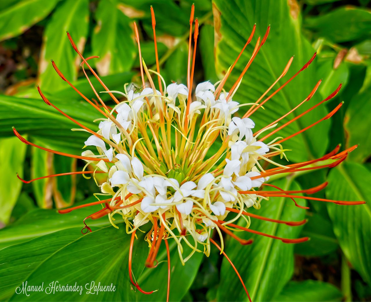 Hedychium ellipticum
