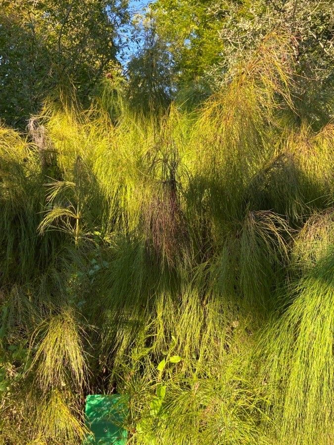 Elegia capensis leaf
