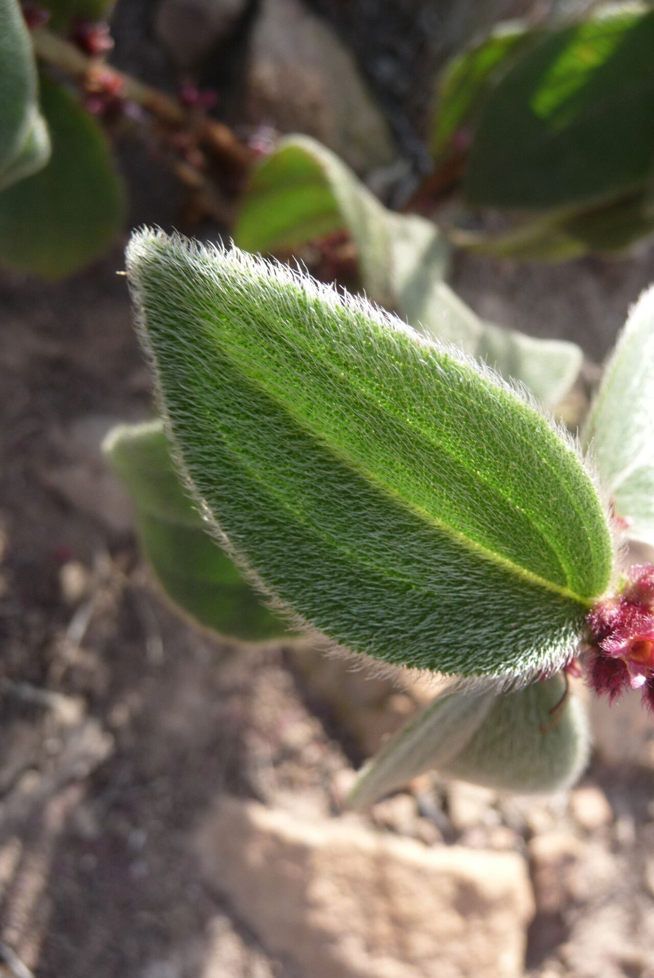 Miconia sericea leaf