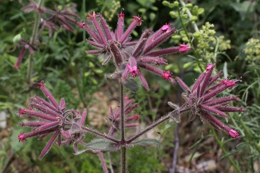 Saponaria glutinosa flower