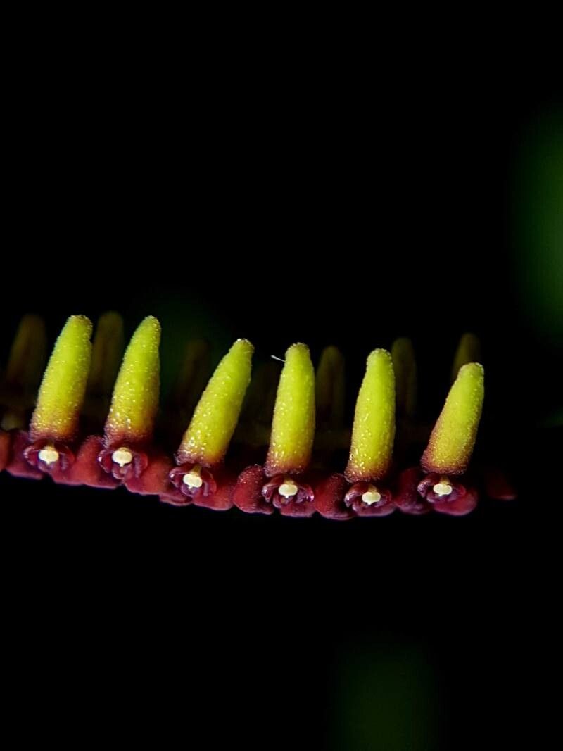 Stelis glossula flower