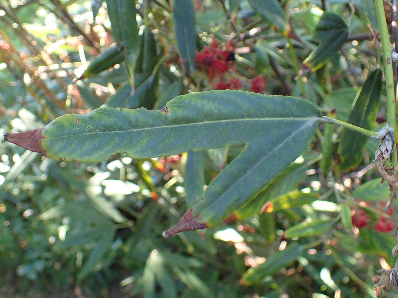 Rubus bambusarum leaf