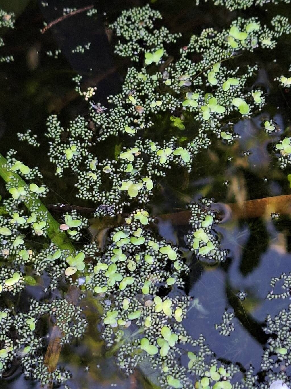 Wolffia brasiliensis flower