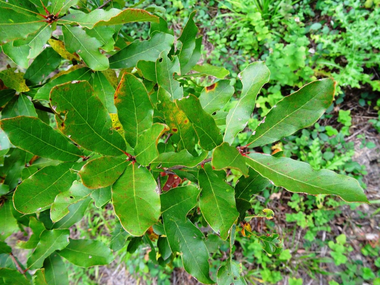 Quercus geminata habit