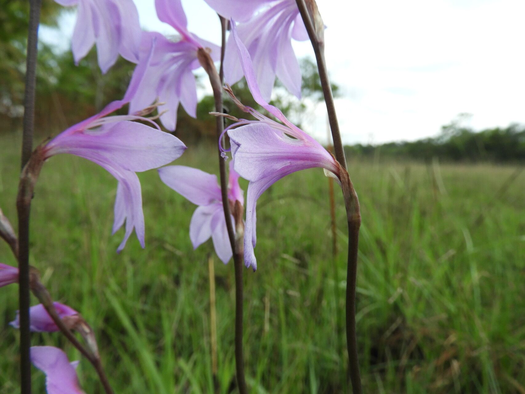 Gladiolus laxiflorus flower