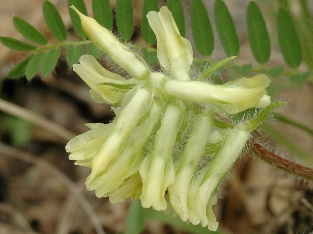 Astragalus tennesseensis flower