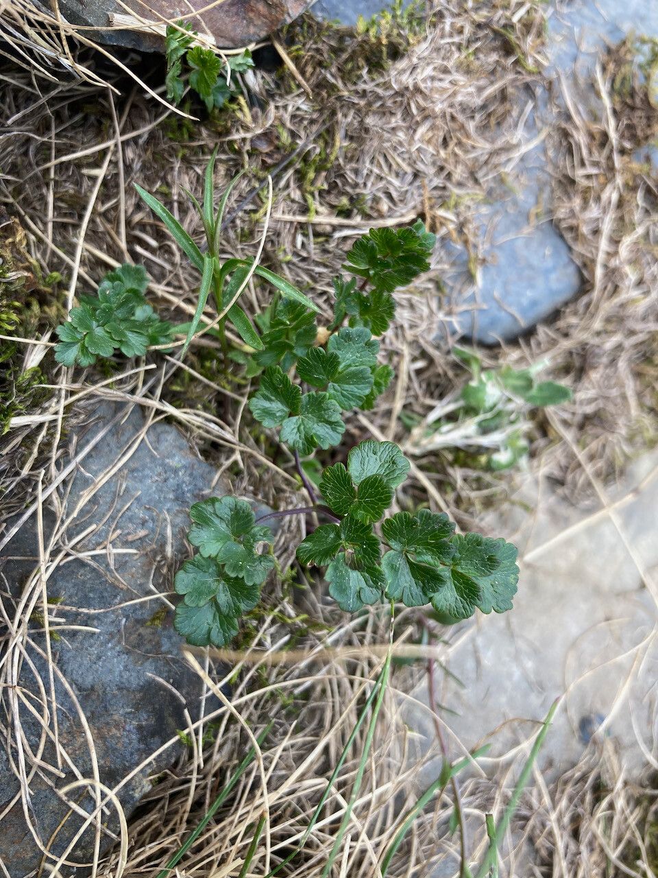 Thalictrum alpinum habit