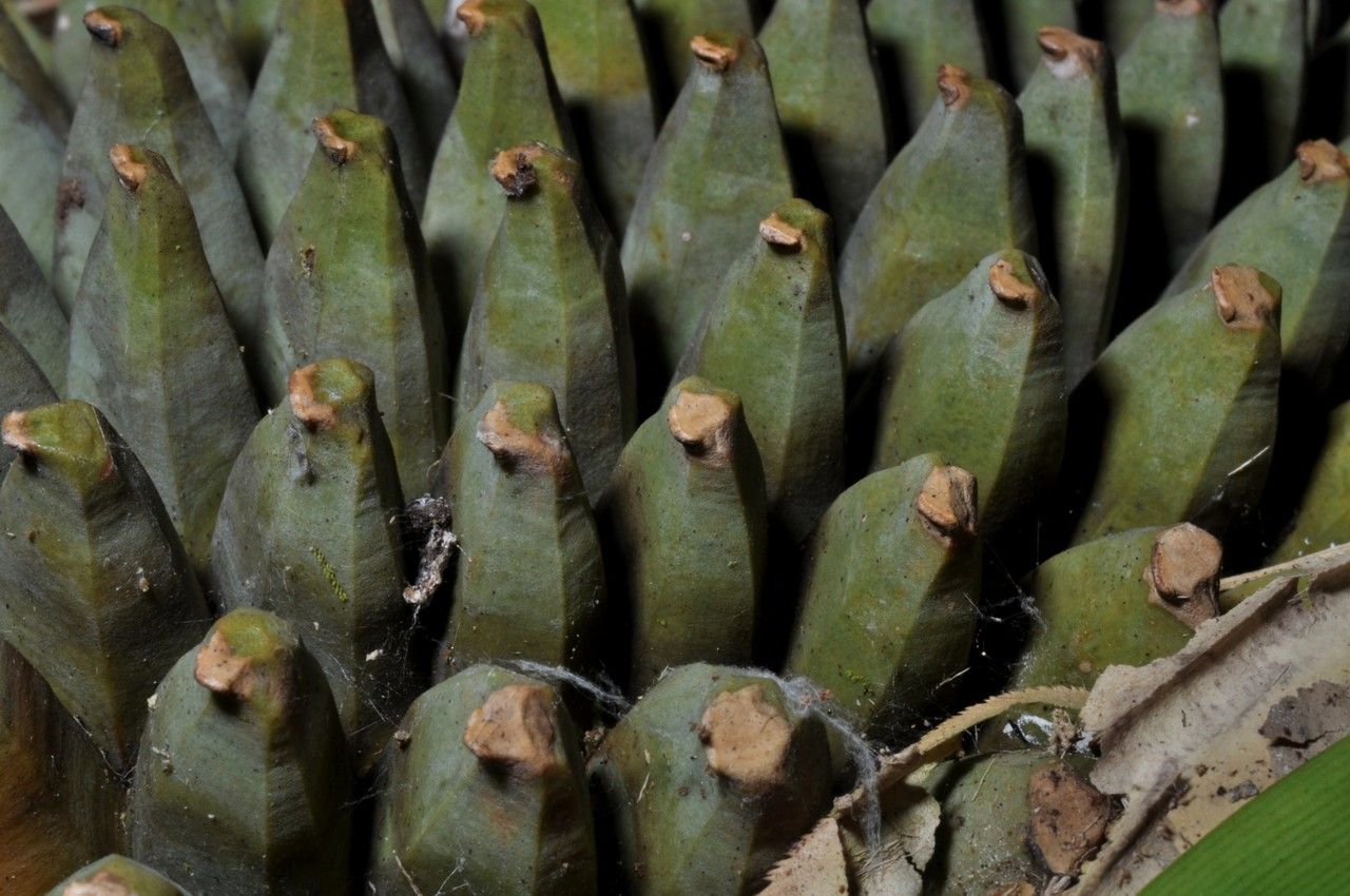 Pandanus sphaerocephalus bark