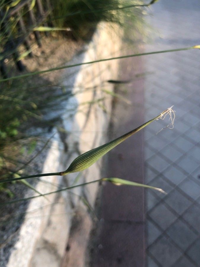 Avena barbata fruit