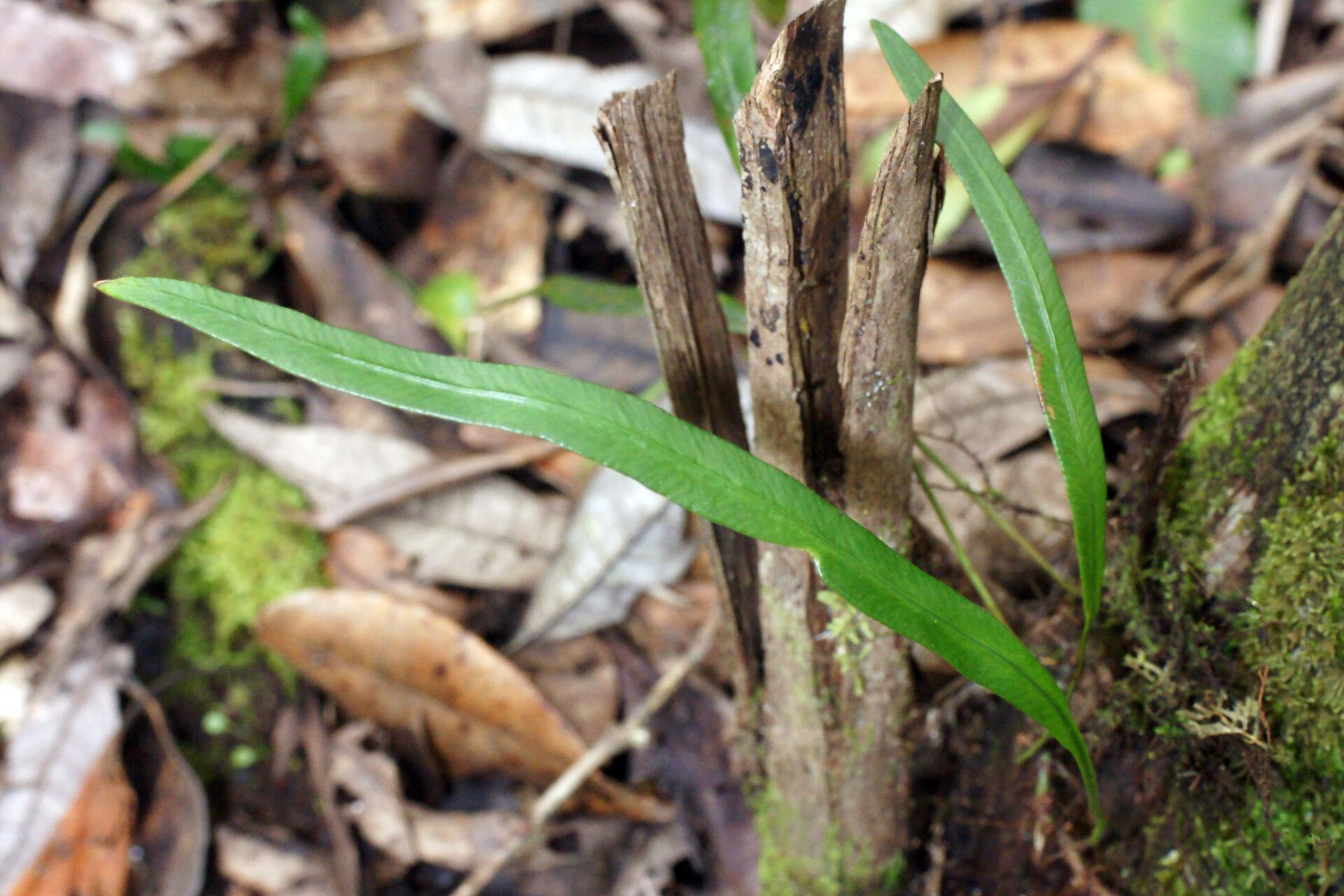 Elaphoglossum coursii other