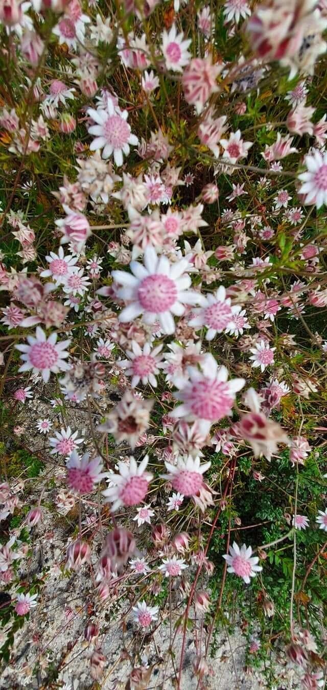 Actinotus minor flower
