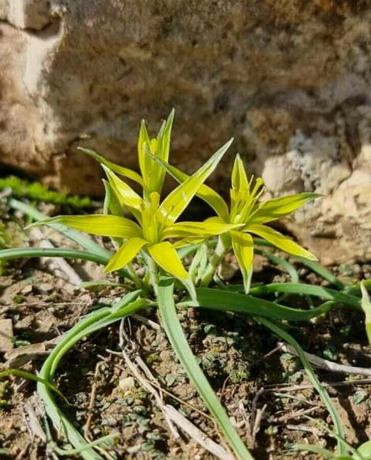 Gagea rigida — search result for 'Gagea'