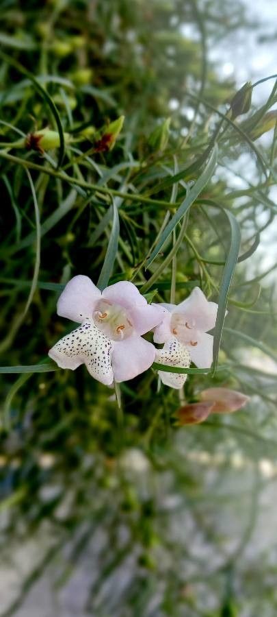 Eremophila divaricata — search result for 'Scrophulariaceae'